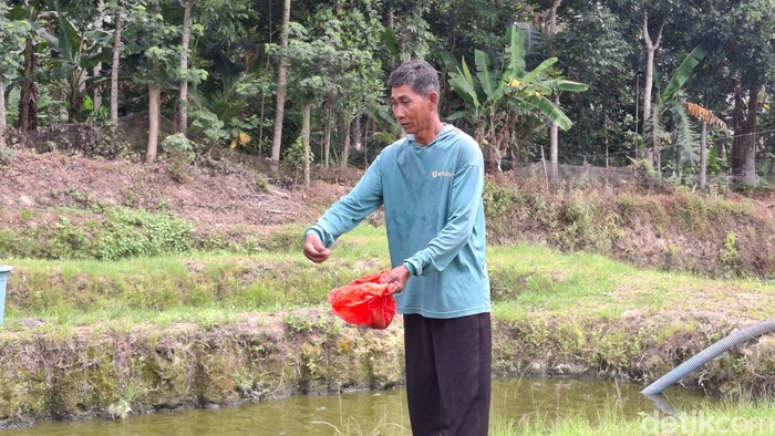 Dulu Panggul Karung 30 Kg, Petambak di Lampung Berubah Karena Teknologi