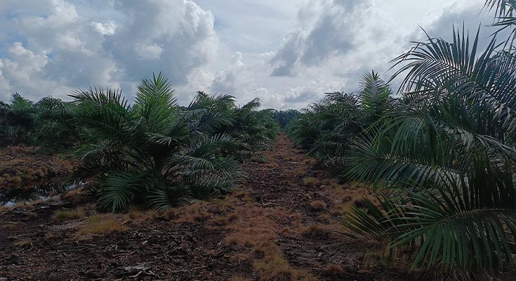 Mengenal TBM1, TBM2, TBM3 pada Kelapa Sawit
