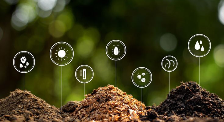 Tips Pemberian Pupuk Kelapa Sawit Agar Berbuah Lebat